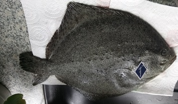 Turbot